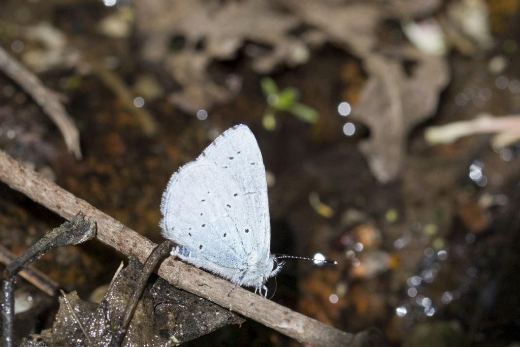 Conferma id Celastrina argiolus